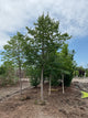 Tilia cordata 'Greenspire'