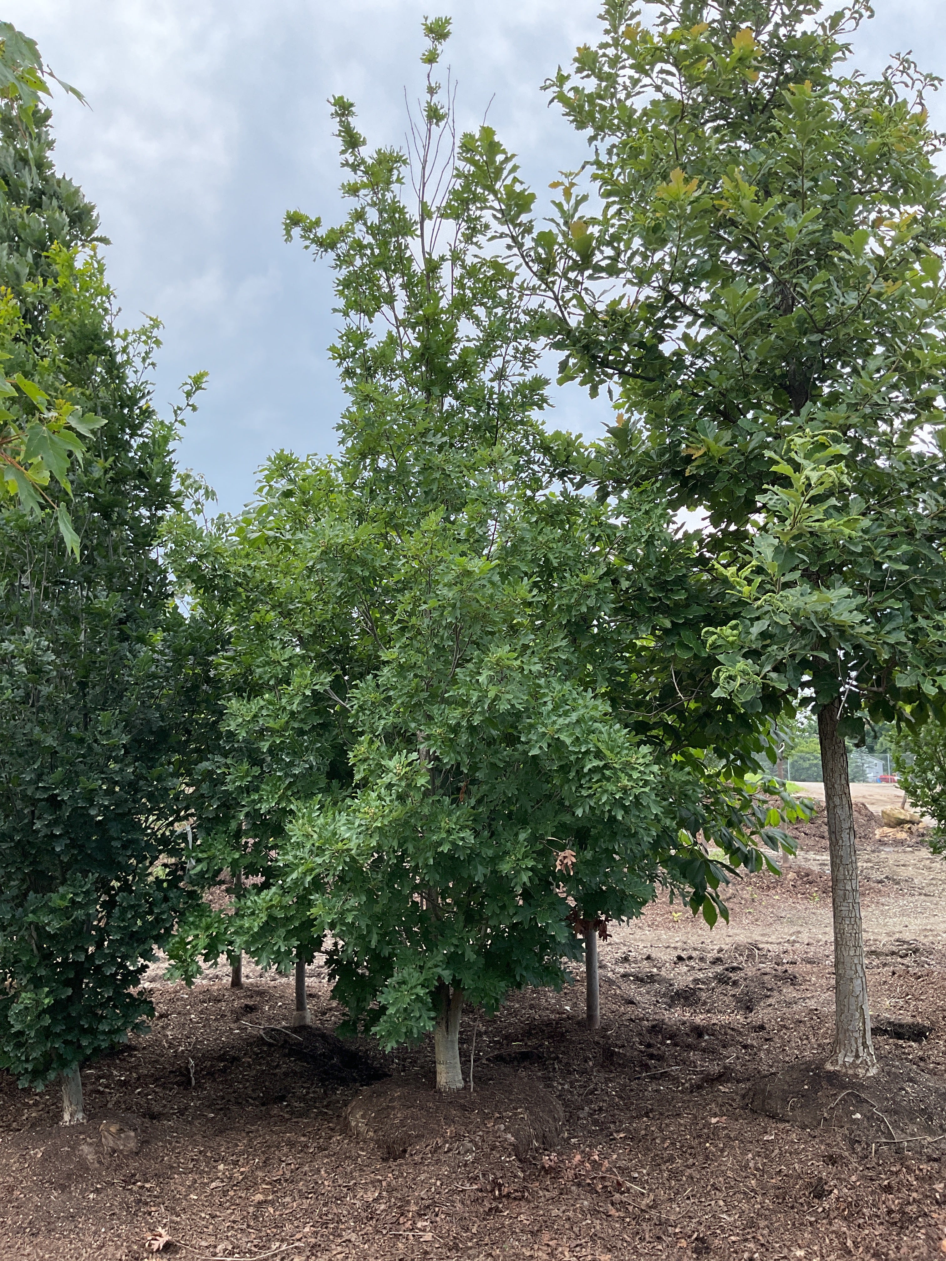 Quercus robur 'Fastigiata'