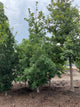 Quercus robur 'Fastigiata'