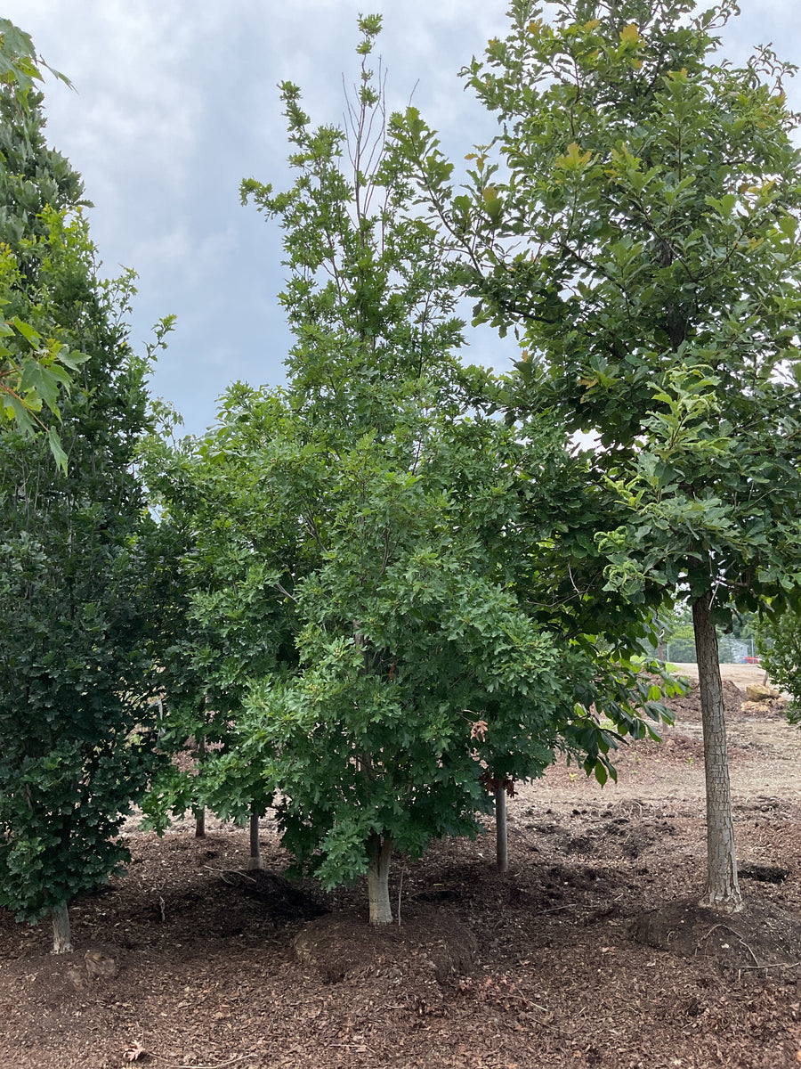 Quercus robur 'Fastigiata'