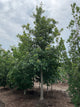 Quercus bicolor