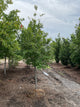 Carpinus C 'Fire King'