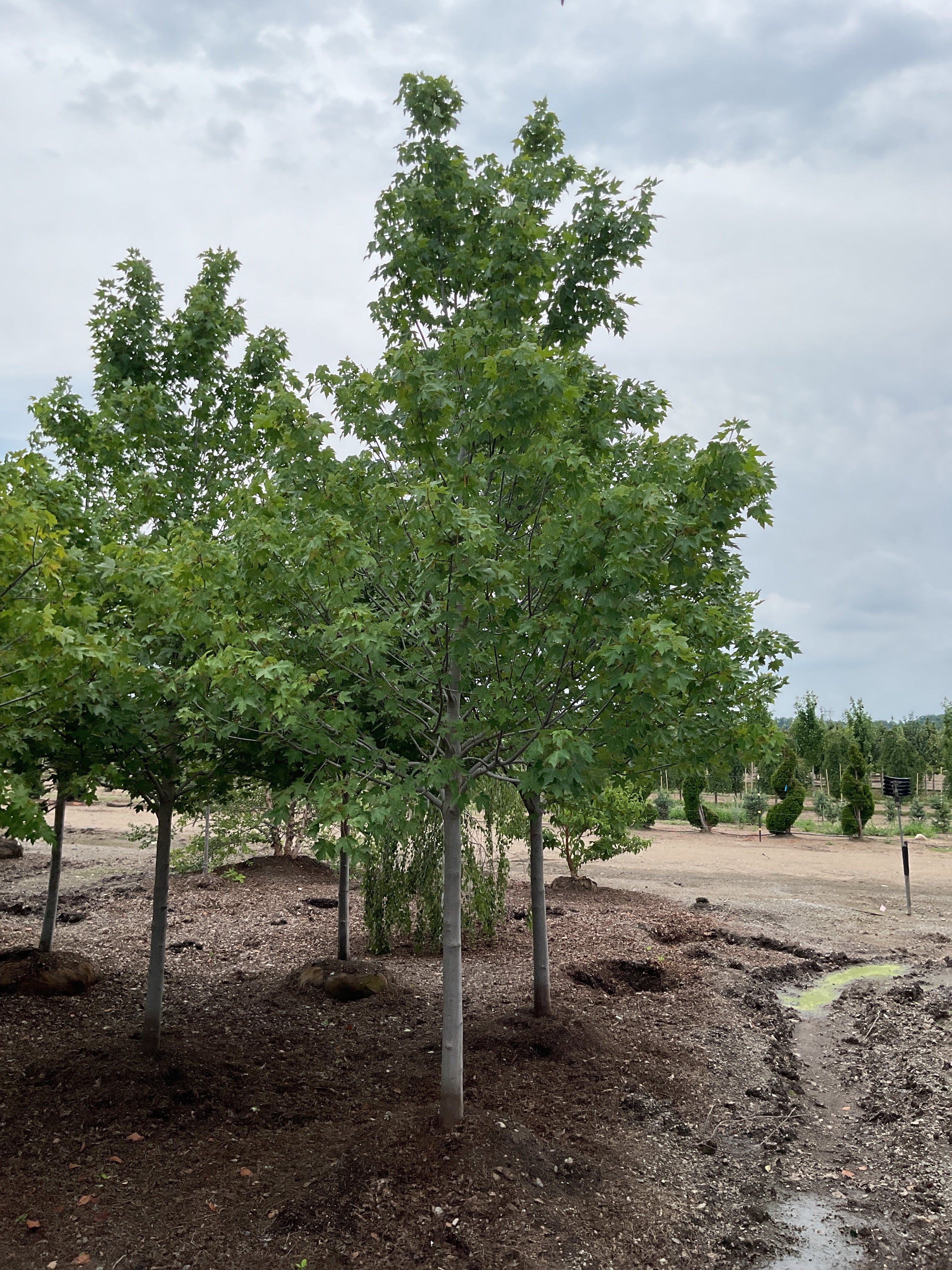 Acer rubrum 'Frank Jr.'