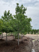 Acer rubrum 'Frank Jr.'