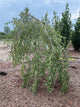 Betula pendula 'Youngii'