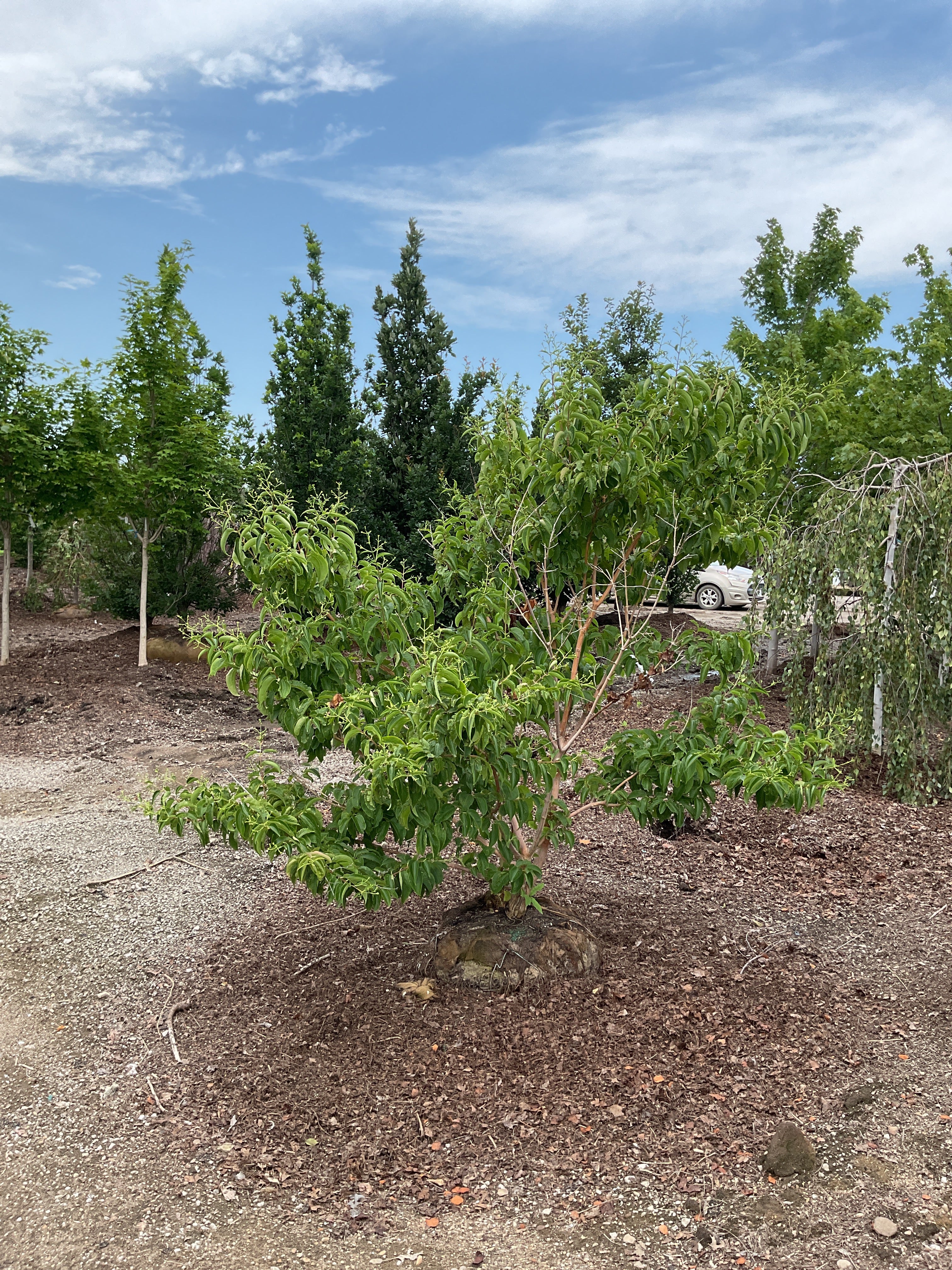 Heptacodium miconioides