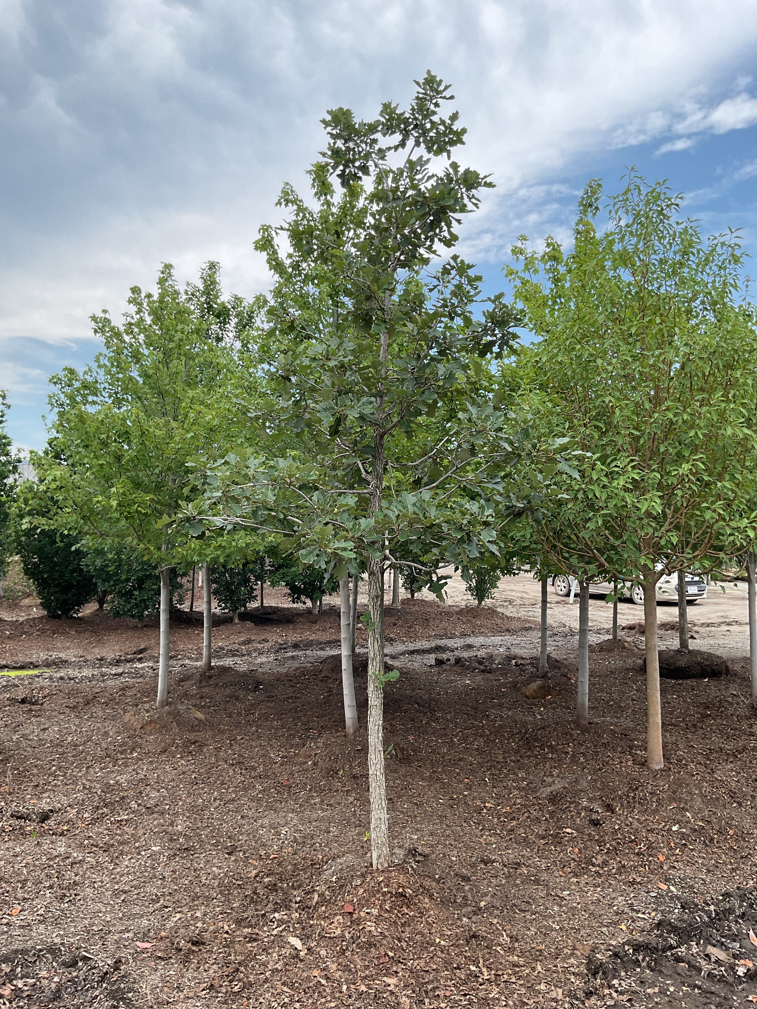 Quercus M 'Urban Pinnacle'