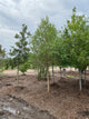 Malus starlite