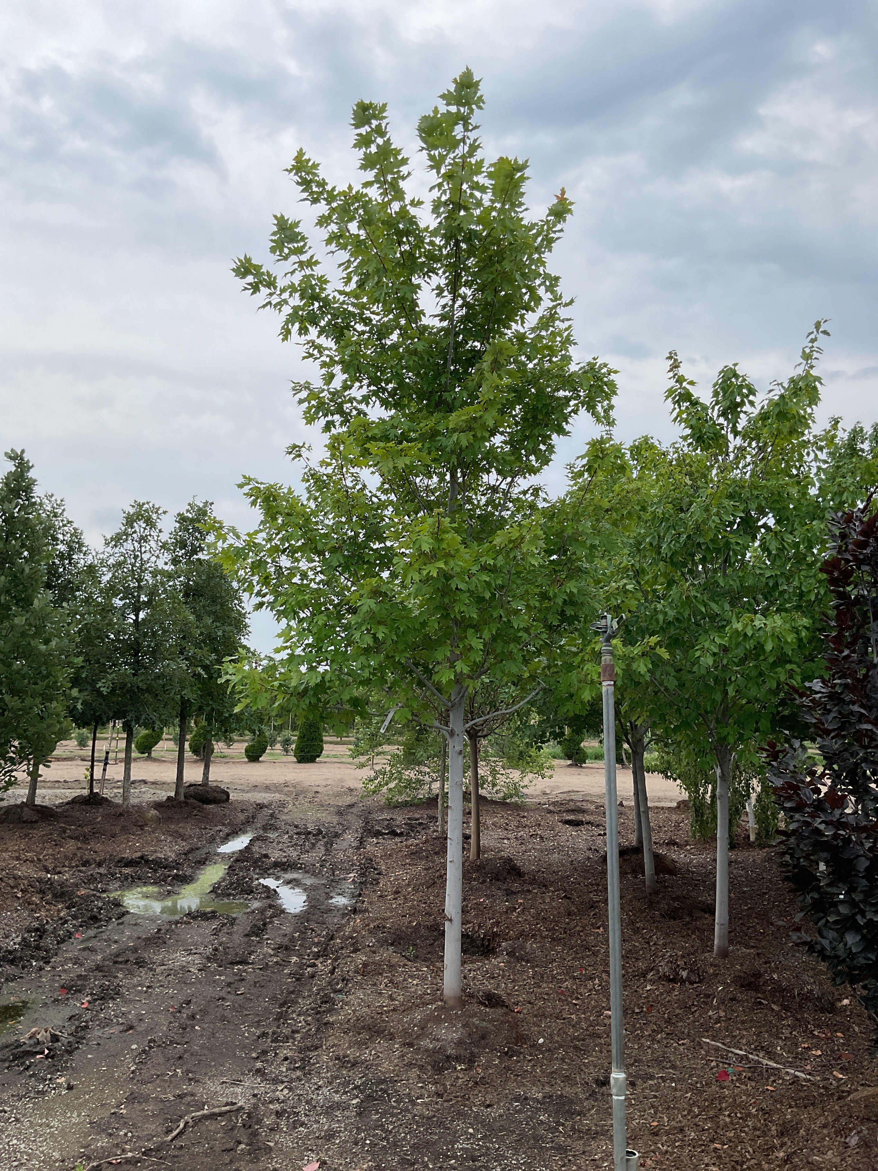 Acer x freemanii 'Jeffersred'