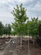Acer x freemanii 'Jeffersred'
