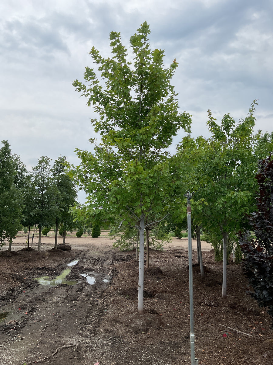 Acer x freemanii 'Jeffersred' â€” BB 2.5
