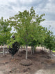 Prunus sargentii