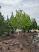 Acer rubrum 'Summer Sensation'