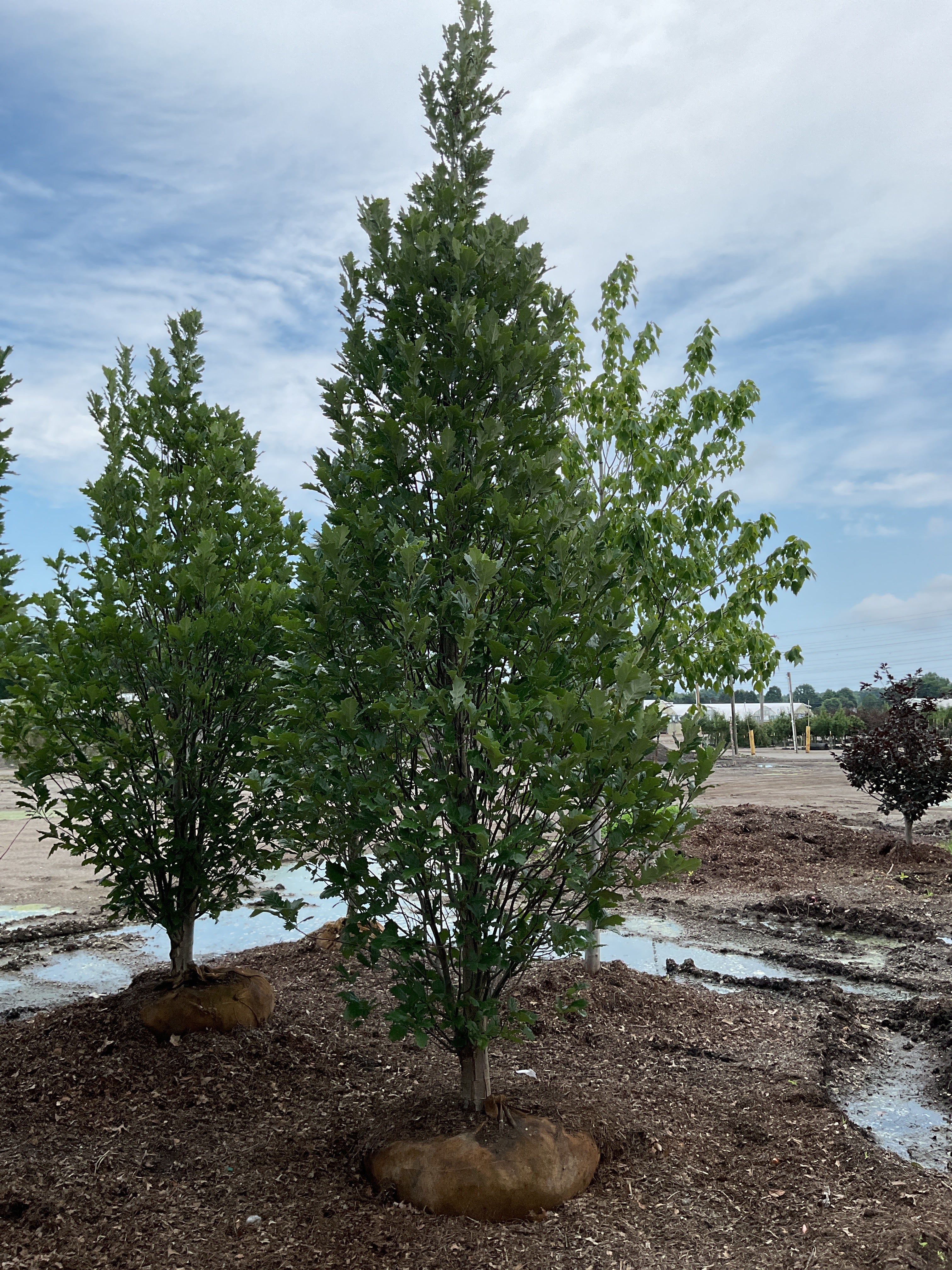 Quercus x bicolor 'Long'