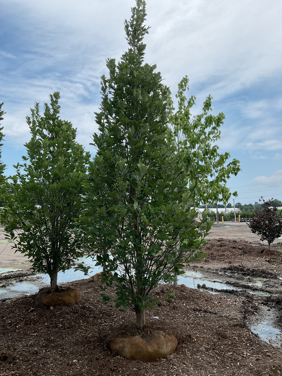 Quercus x bicolor 'Long' â€” BB 3