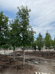 Quercus macrocarpa
