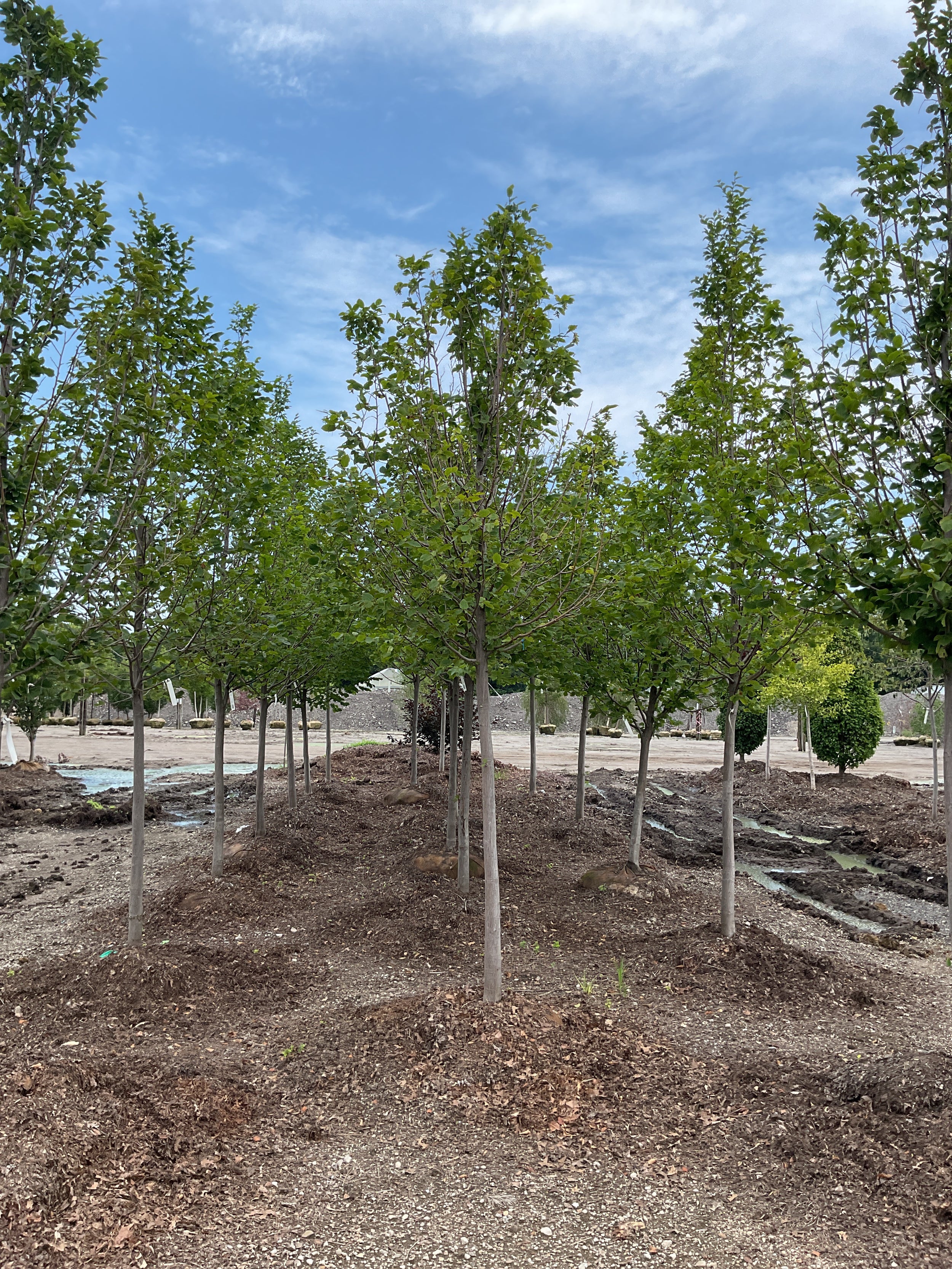 Carpinus betulus 'Pinocchio'