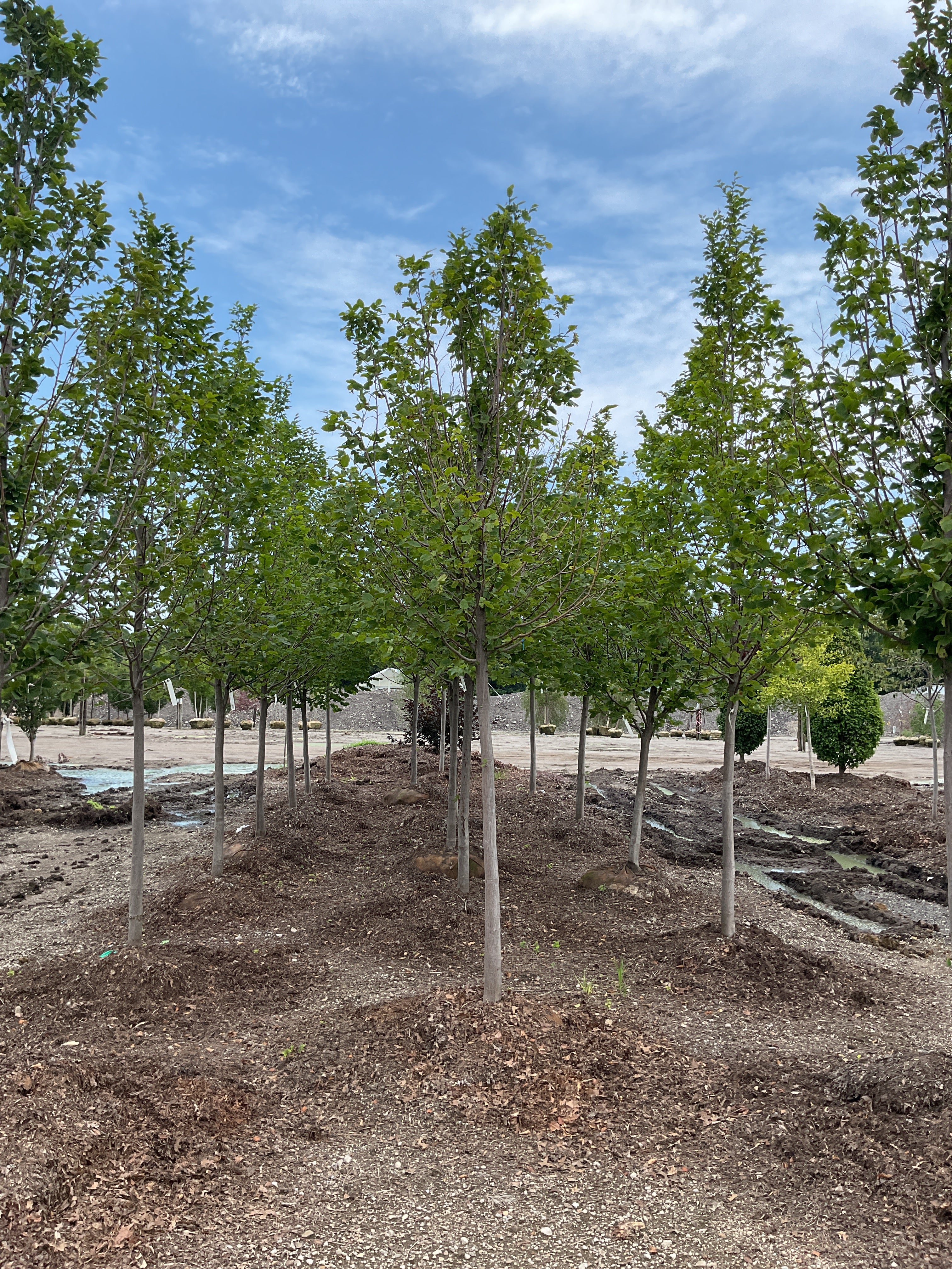 Carpinus betulus 'Pinocchio'