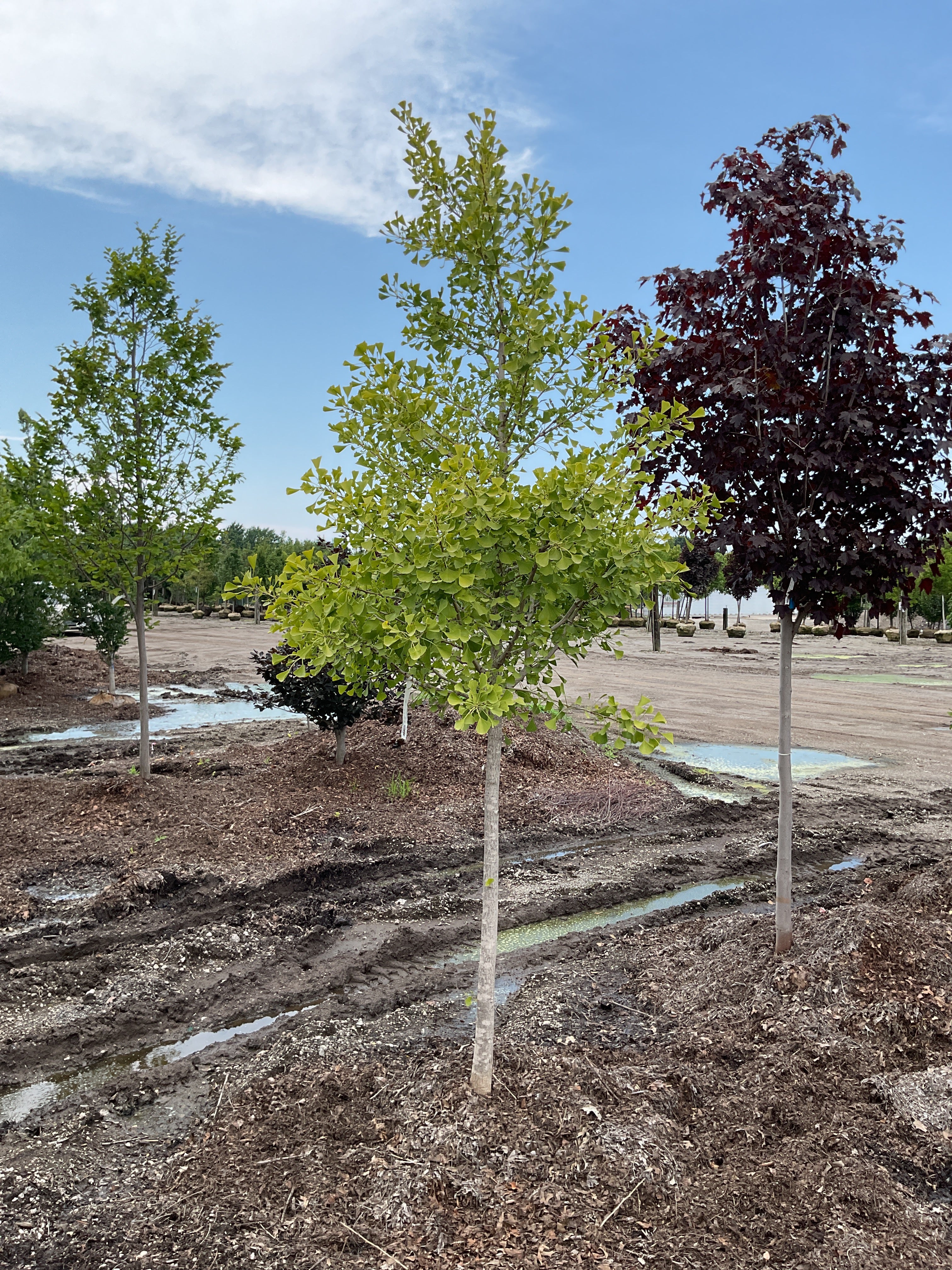 Ginkgo biloba 'Autumn Gold'