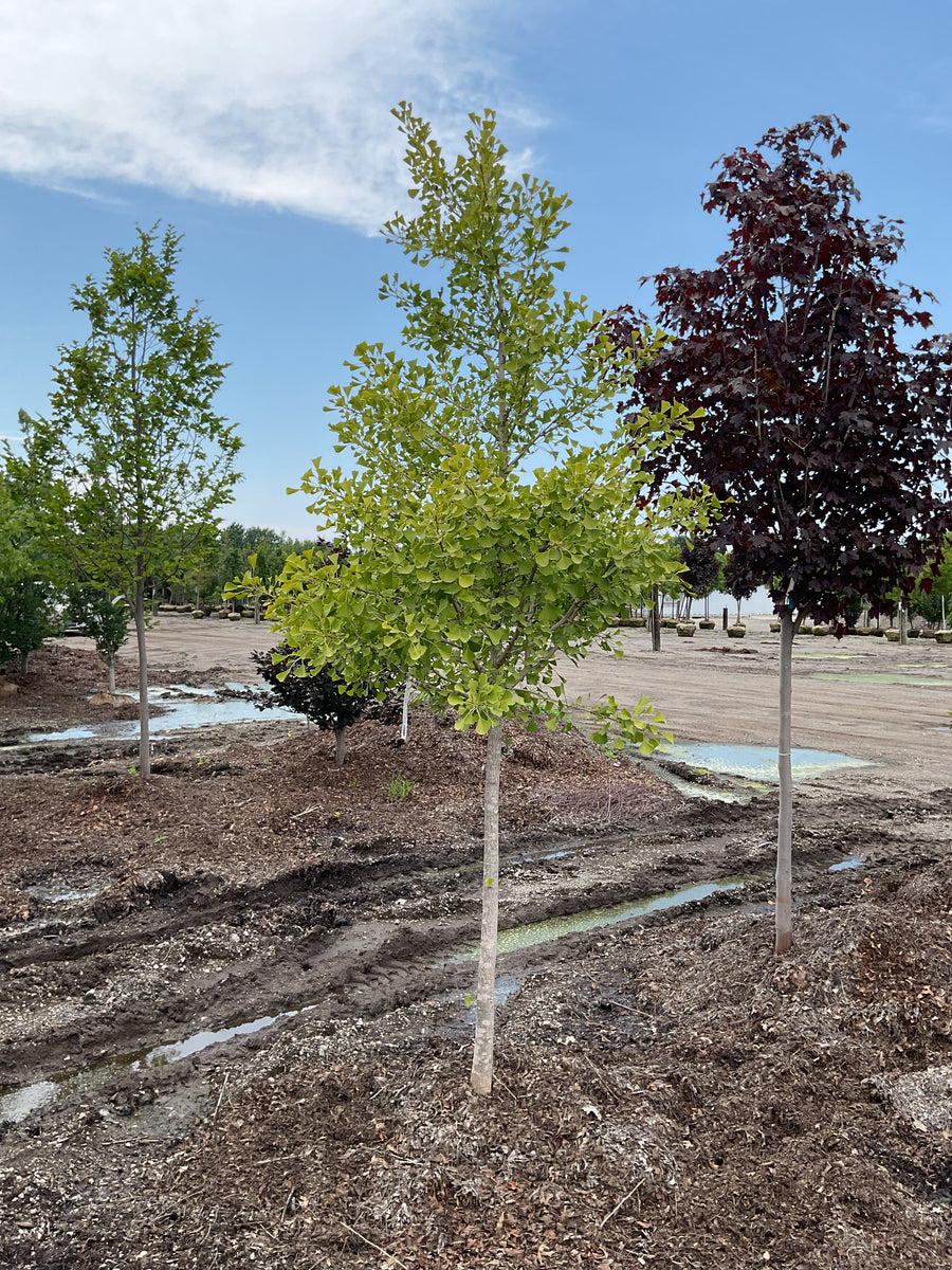 Ginkgo biloba 'Autumn Gold' â€” BB 1.75