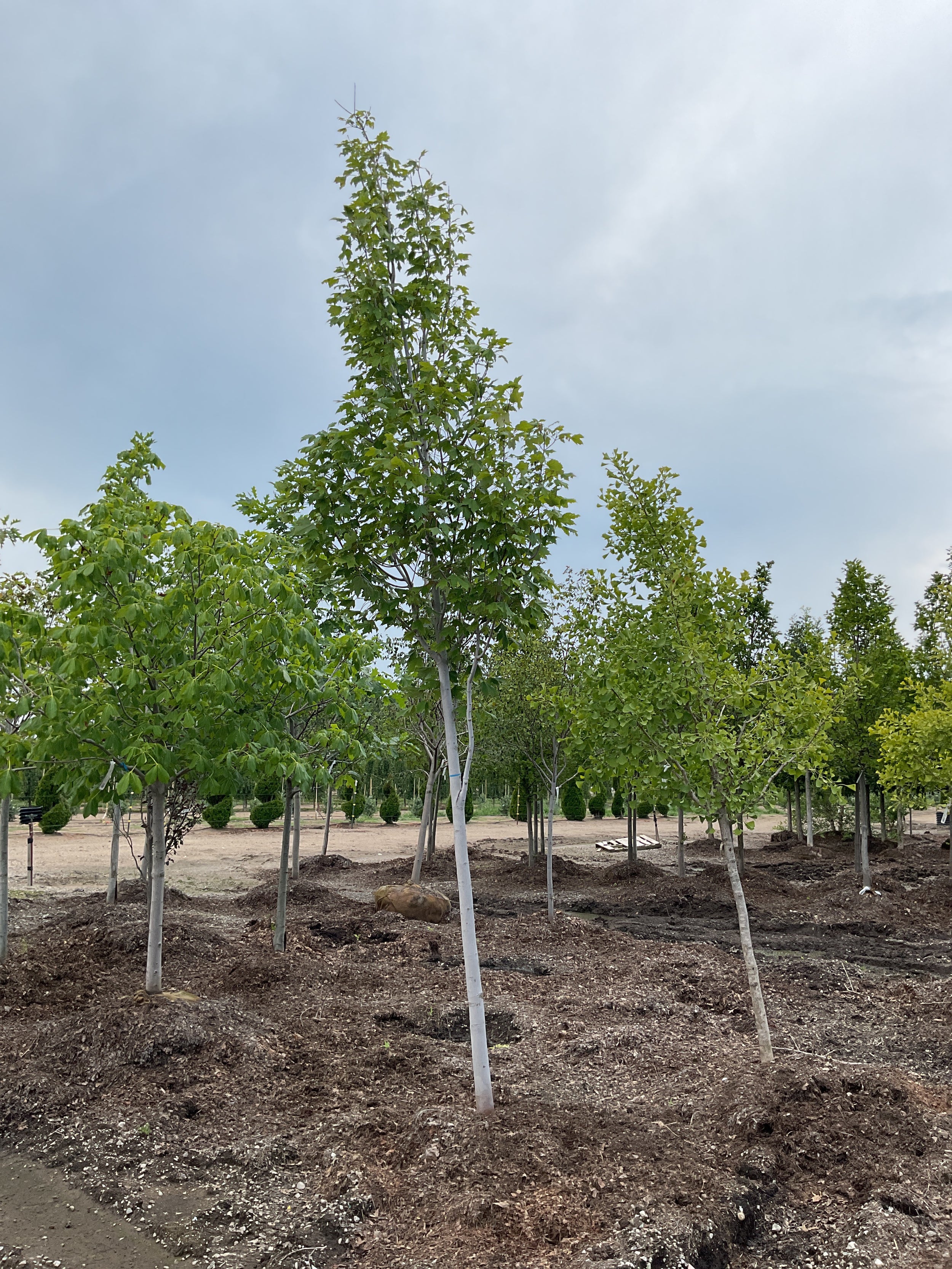 Acer rubrum 'Armstrong'