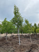 Acer rubrum 'Armstrong'