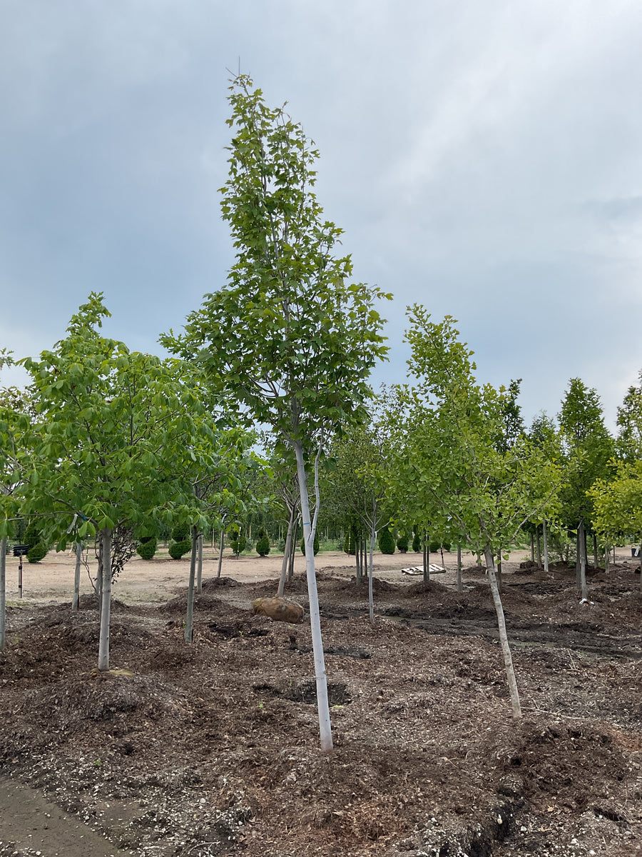Acer rubrum 'Armstrong' â€” BB 2