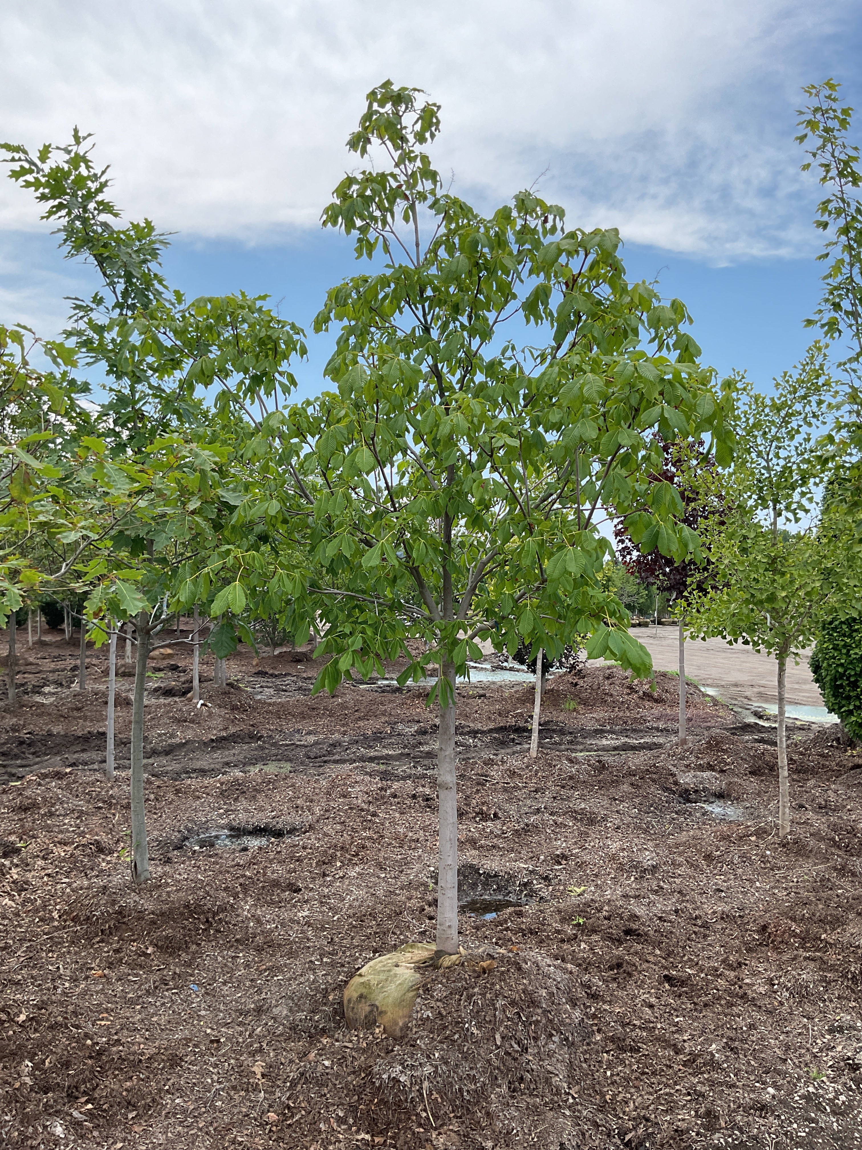 Aesculus x carnea 'Fort McNair'