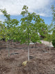 Aesculus x carnea 'Fort McNair'