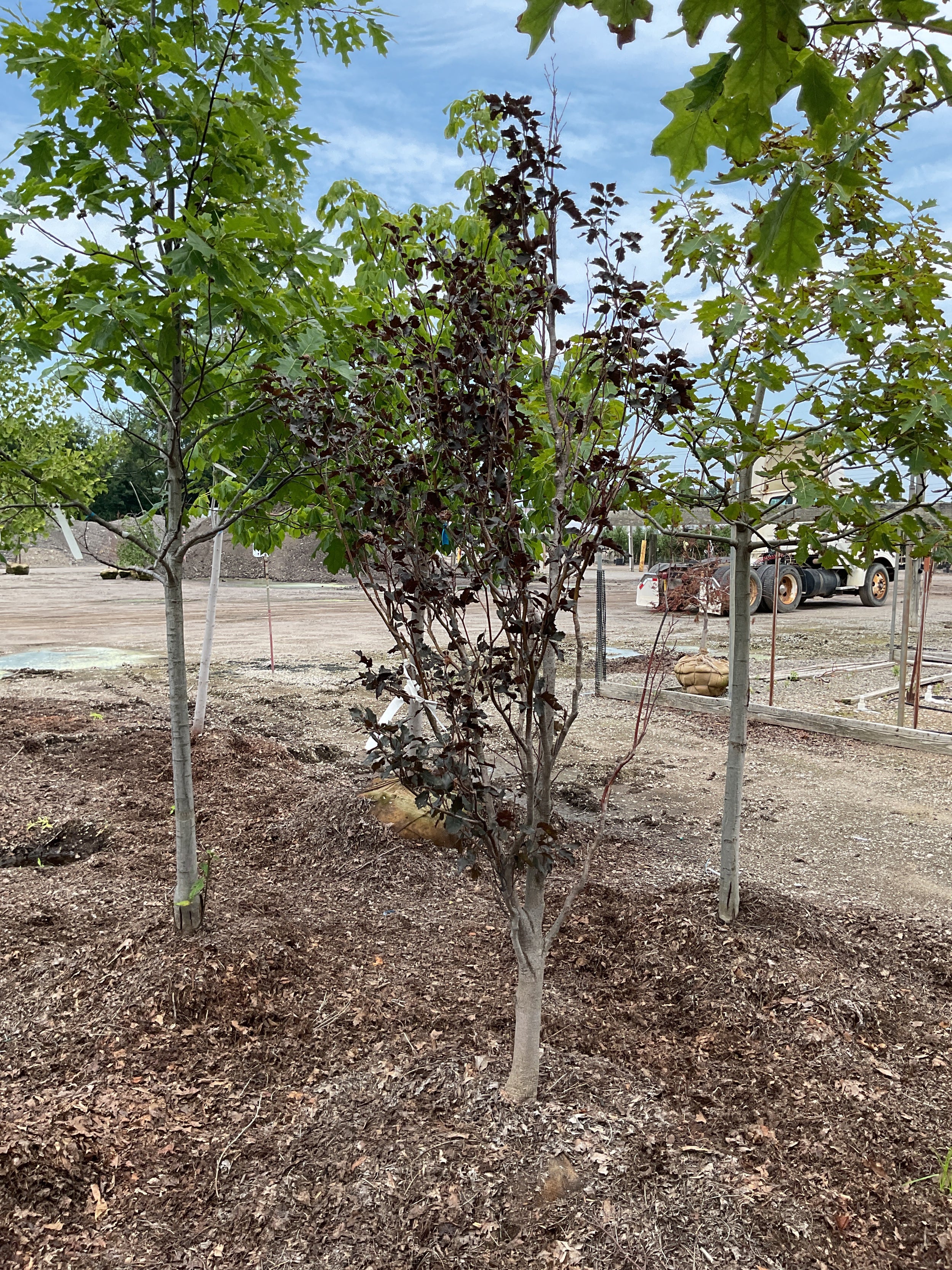 Fagus sylvatica 'Rohanii'