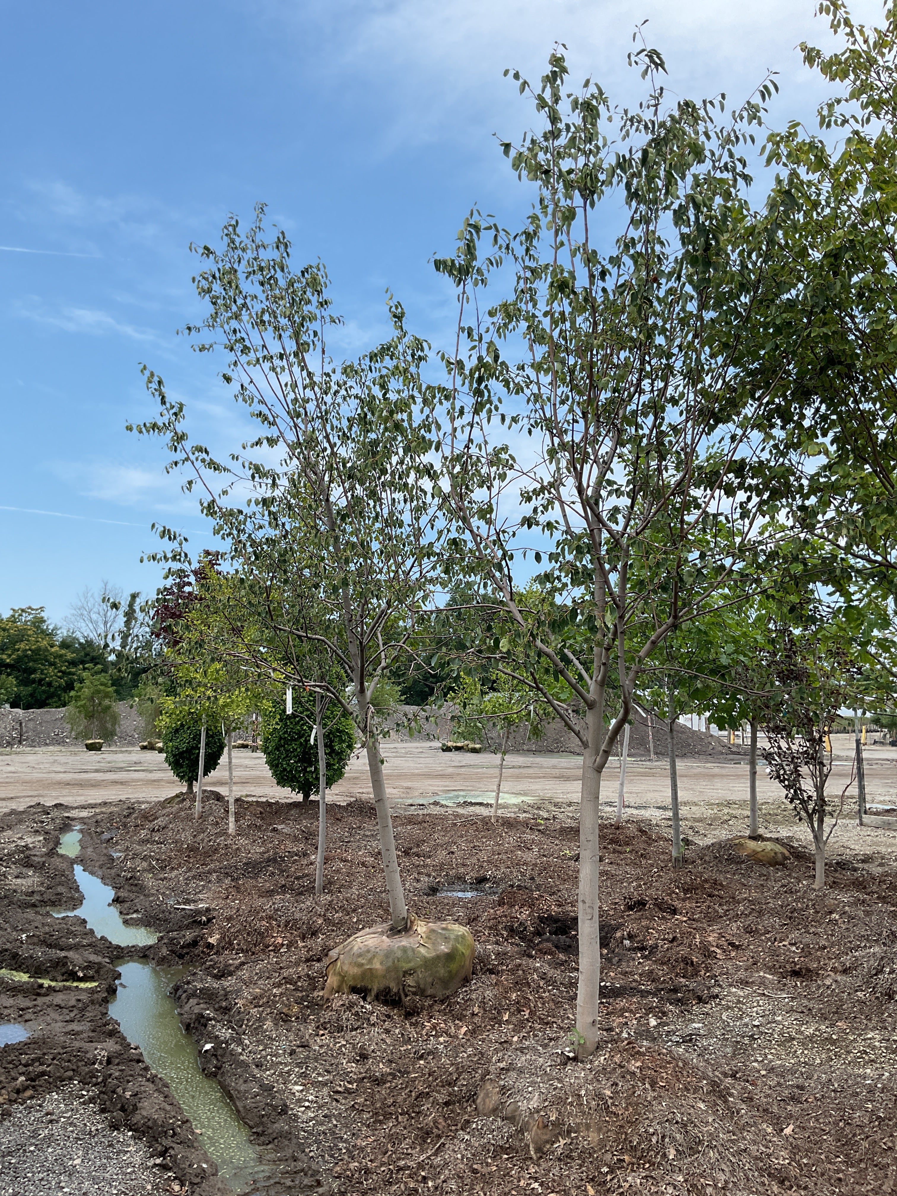 Amelanchier laevis 'Spring Flurry'