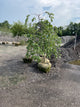 Cercis canadensis 'Covey'