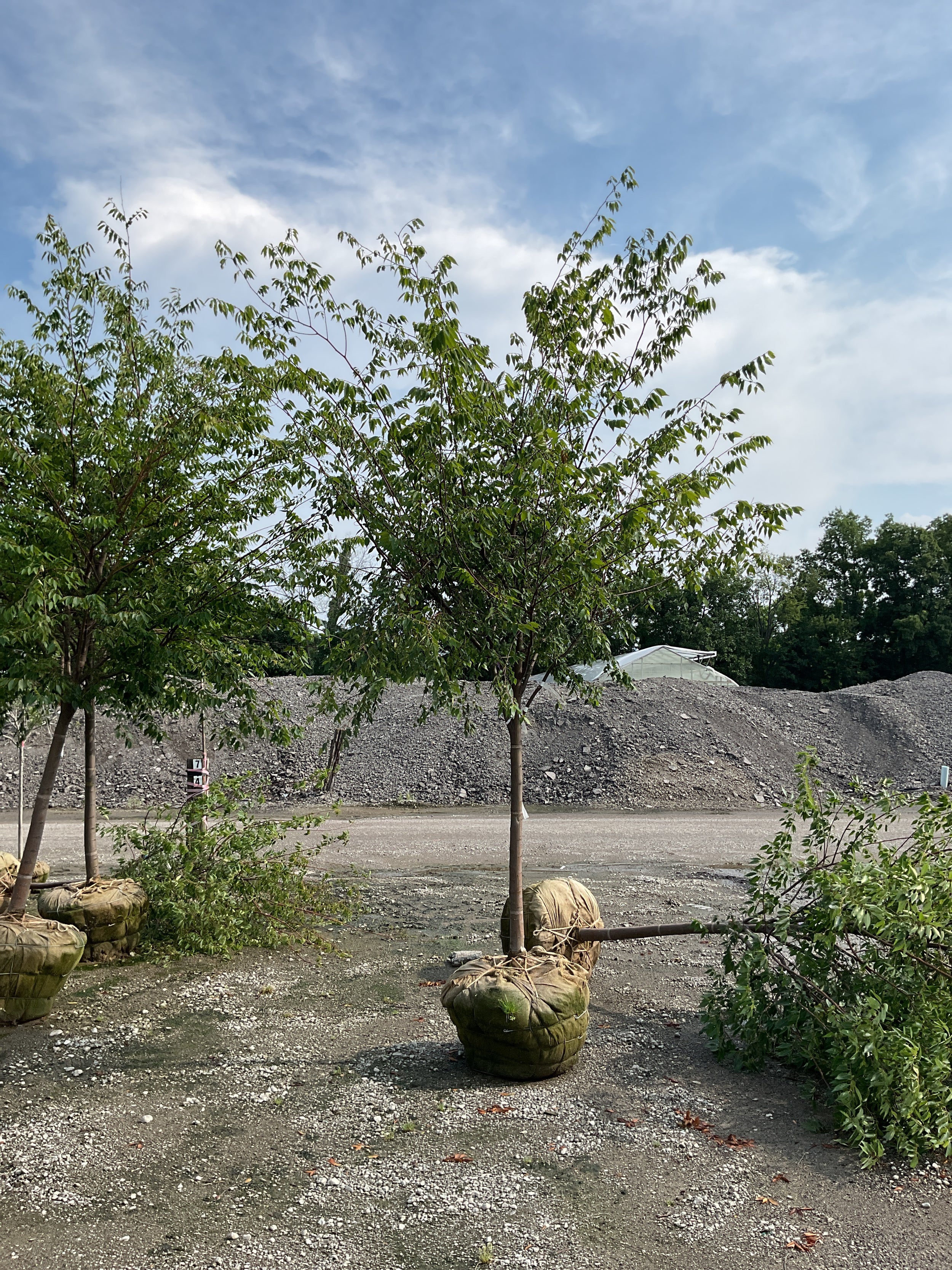 Zelkova serrata 'Village Green'