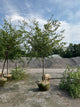 Zelkova serrata 'Village Green'