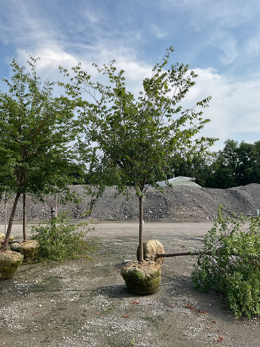 Zelkova serrata 'Village Green' â€” BB 2.5