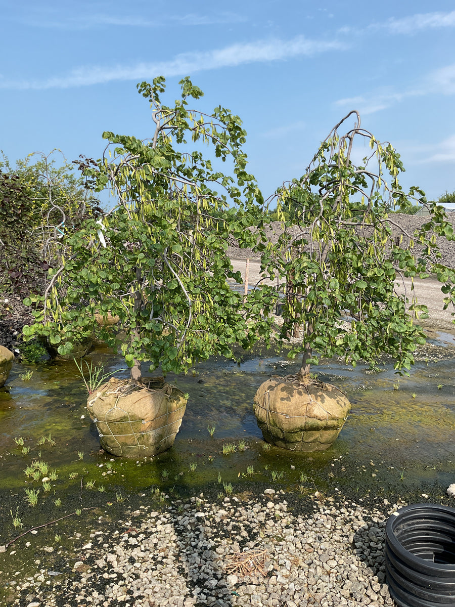 Cercis canadensis 'Covey' â€” BB 2.5