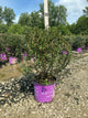 Cotoneaster 'Autumn Inferno'