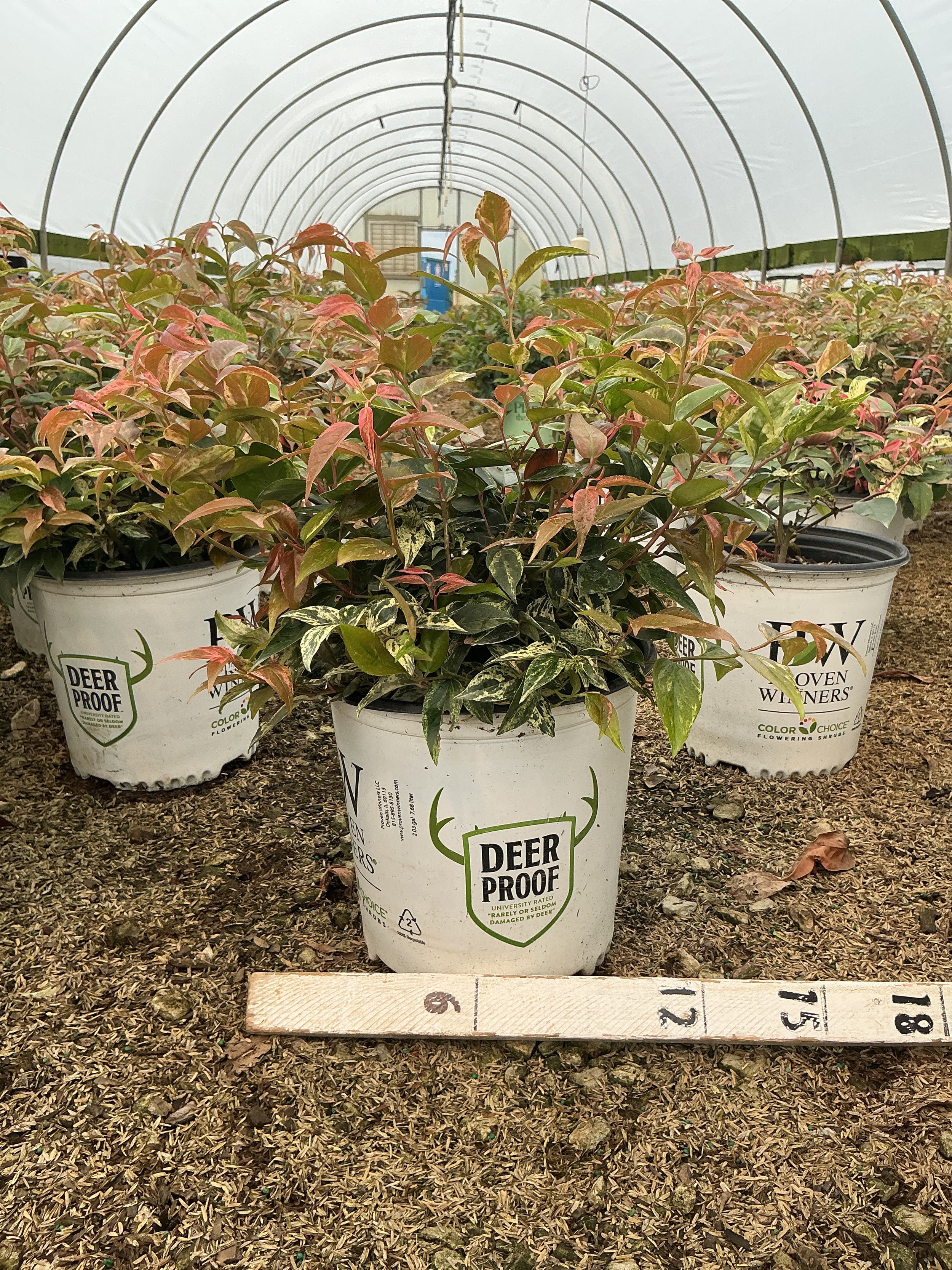 Leucothoe fontanesiana 'SMNLFGRV'