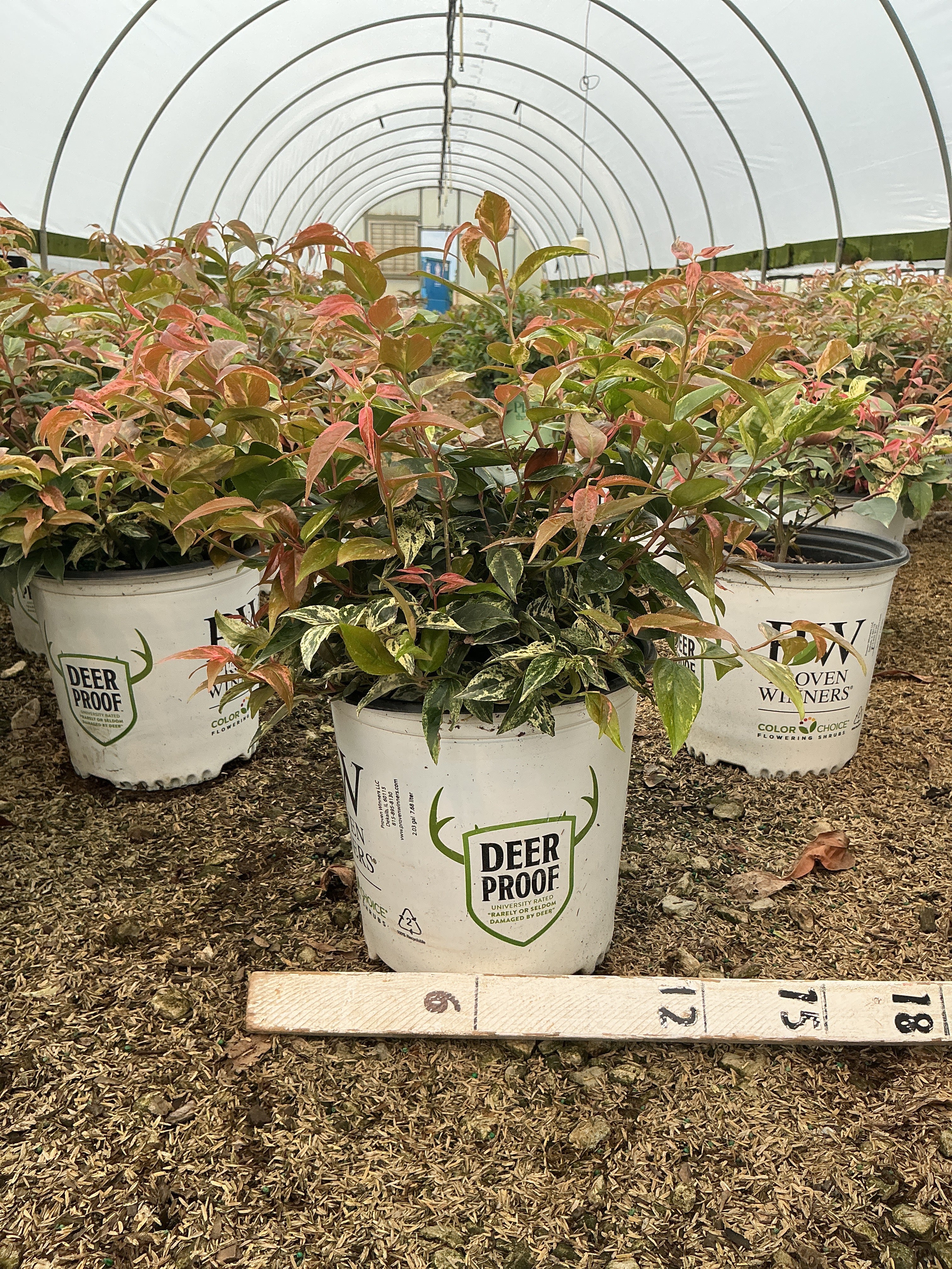 Leucothoe fontanesiana 'SMNLFGRV'