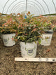 Leucothoe fontanesiana 'SMNLFGRV'