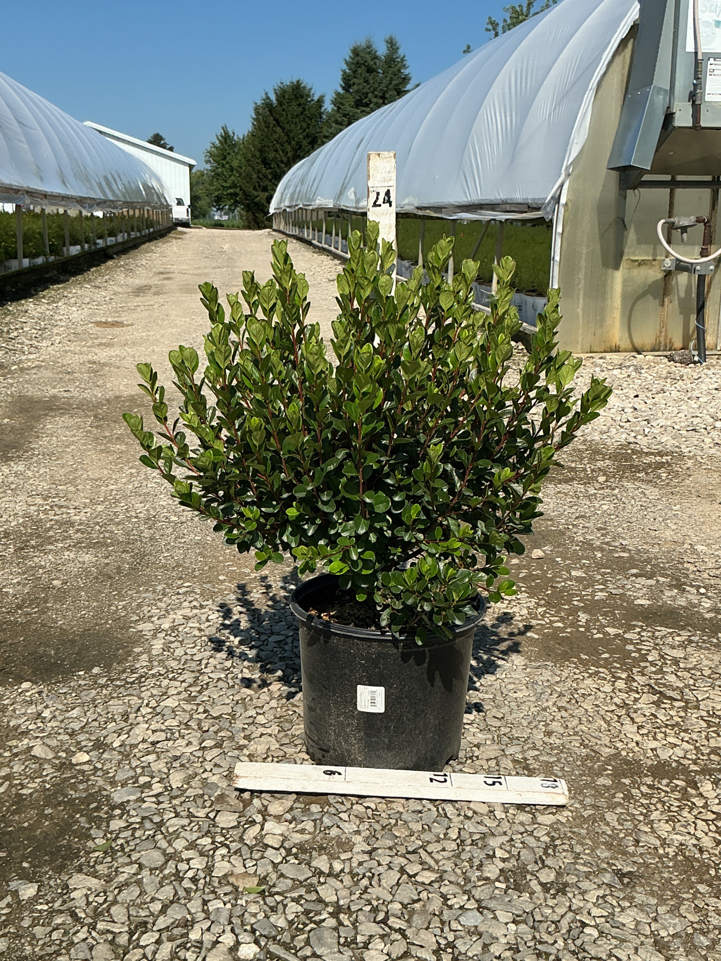 Azalea x 'Stewartstonian'