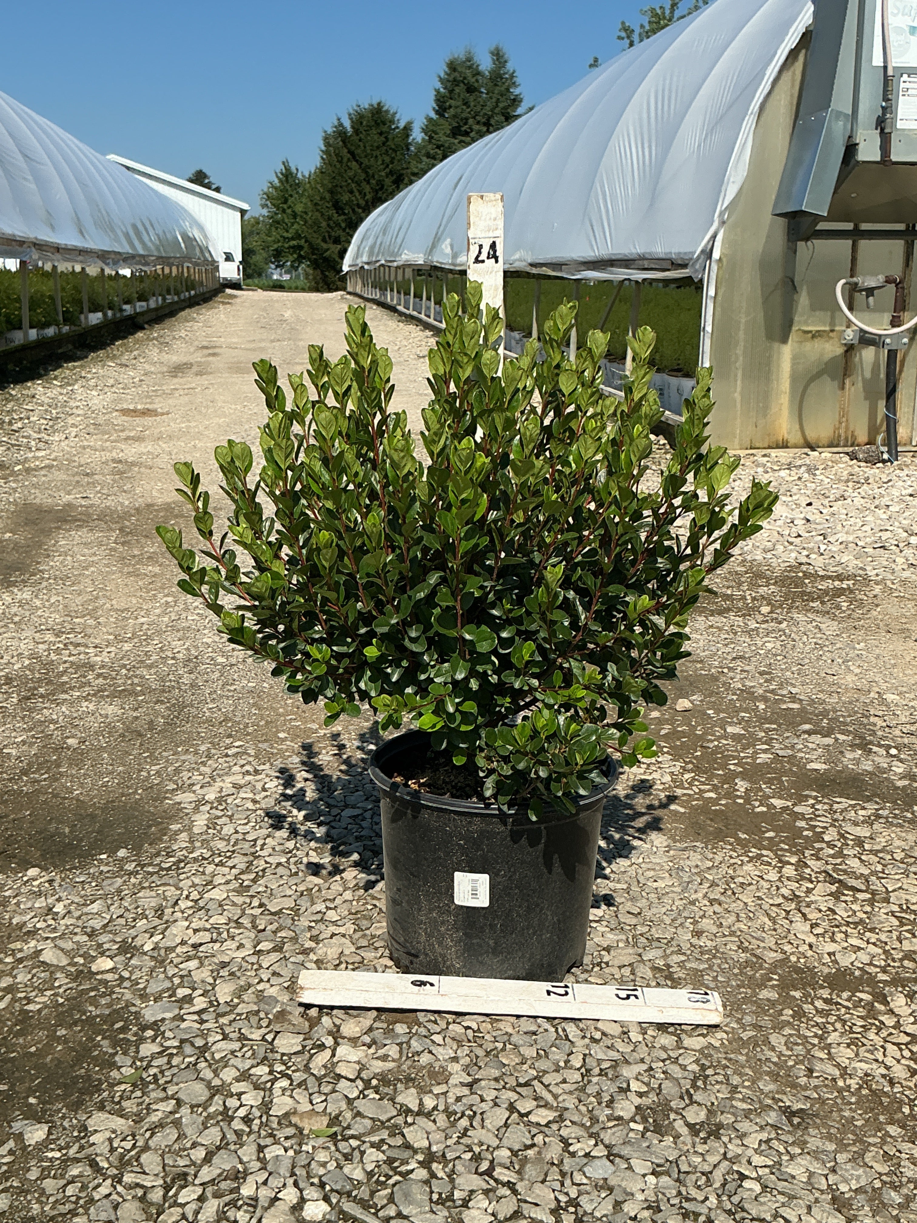 Azalea x 'Stewartstonian'