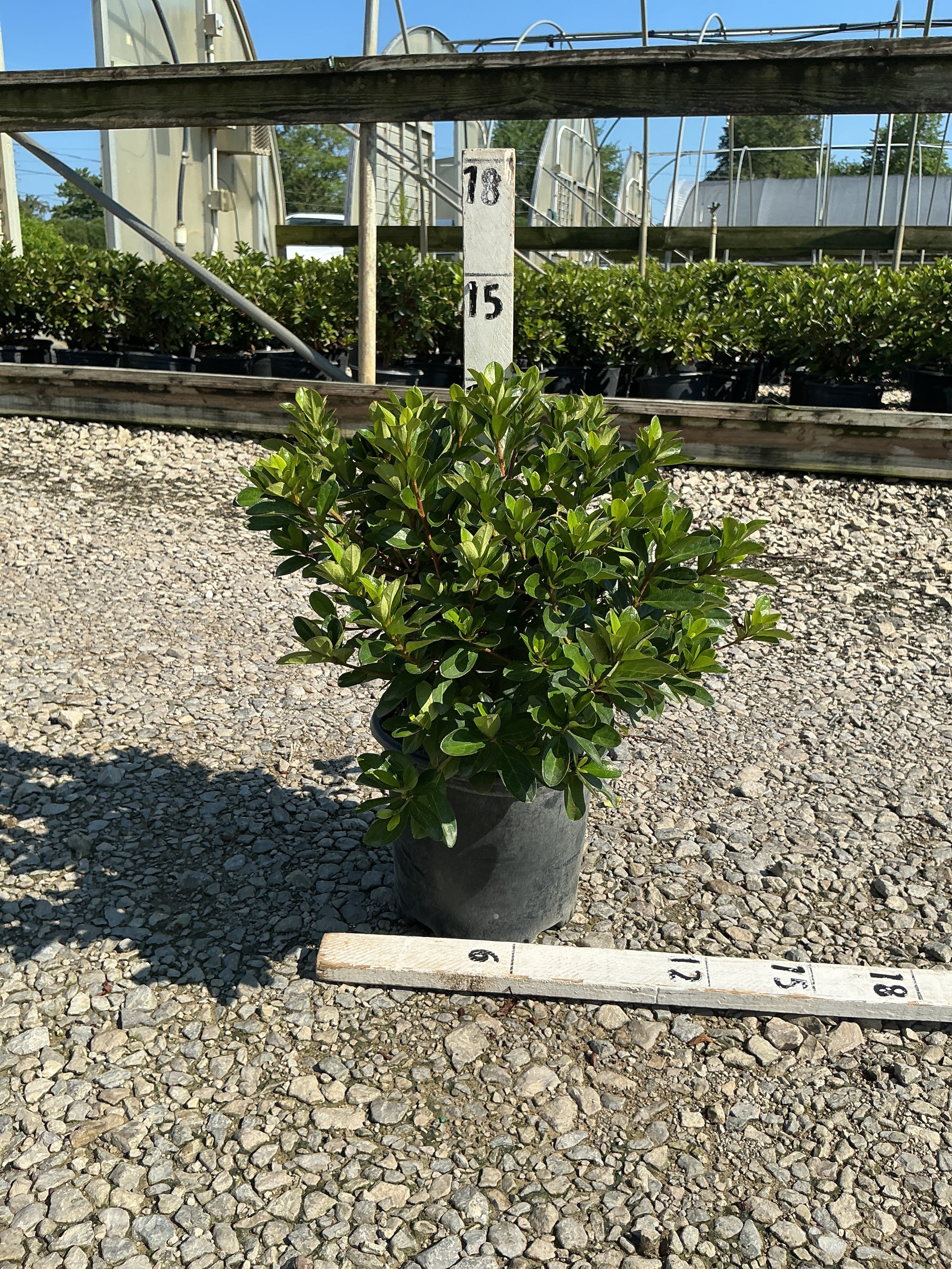 Azalea x 'Girard Hot Shot'