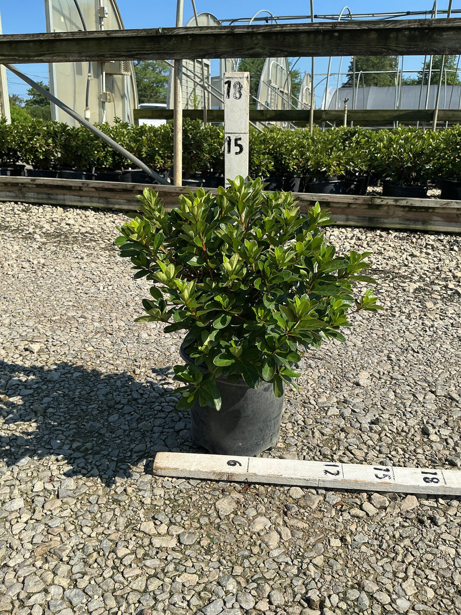 Azalea x 'Girard Hot Shot' â€” 19CM