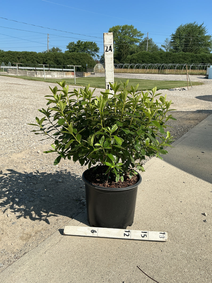 Azalea x 'Cascade' â€” G3 15