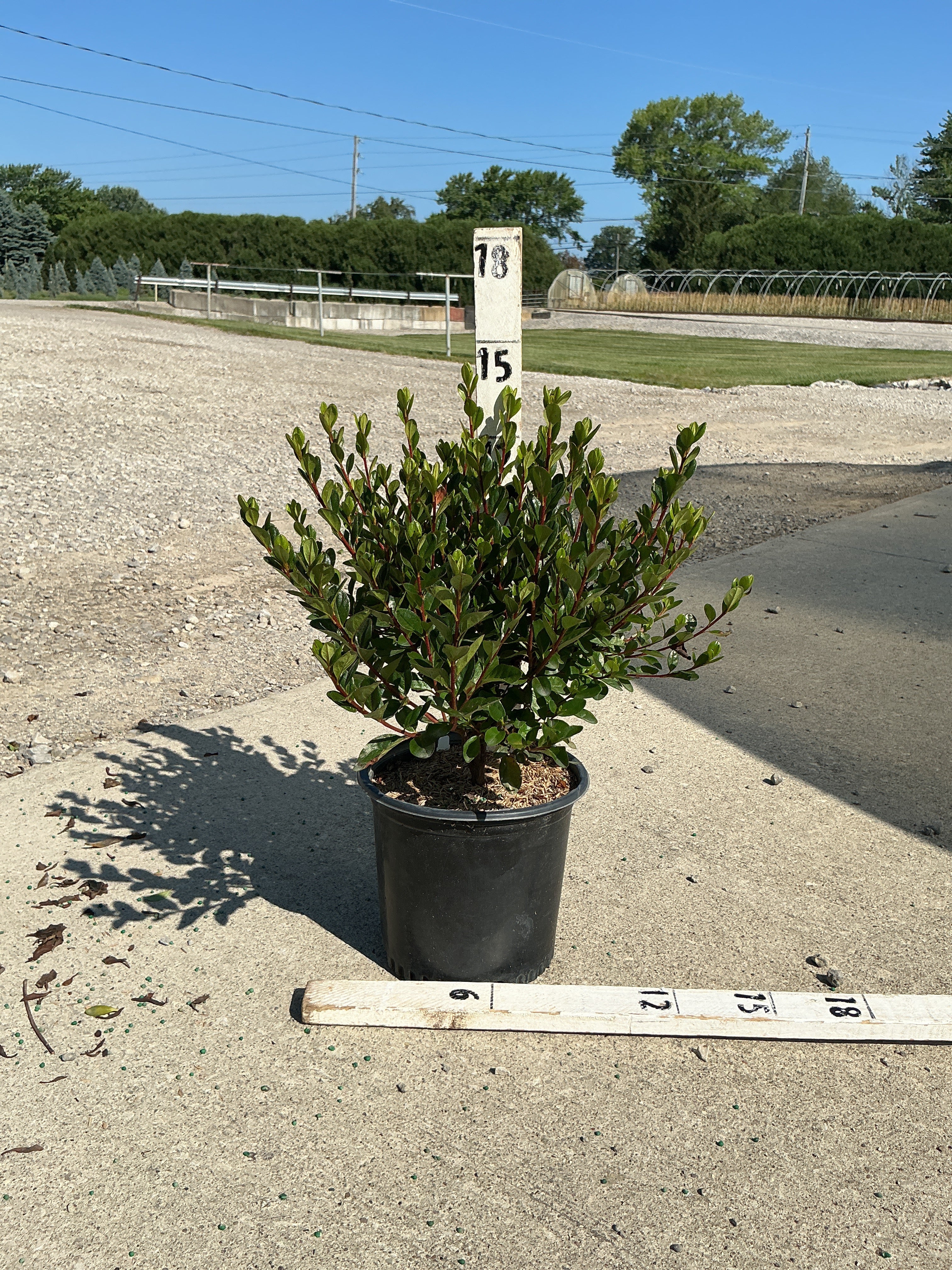 Azalea x 'Stewartstonian'