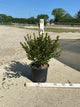 Azalea x 'Stewartstonian'