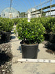 Azalea x 'Rosebud'