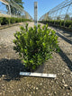 Azalea x 'Herbert'