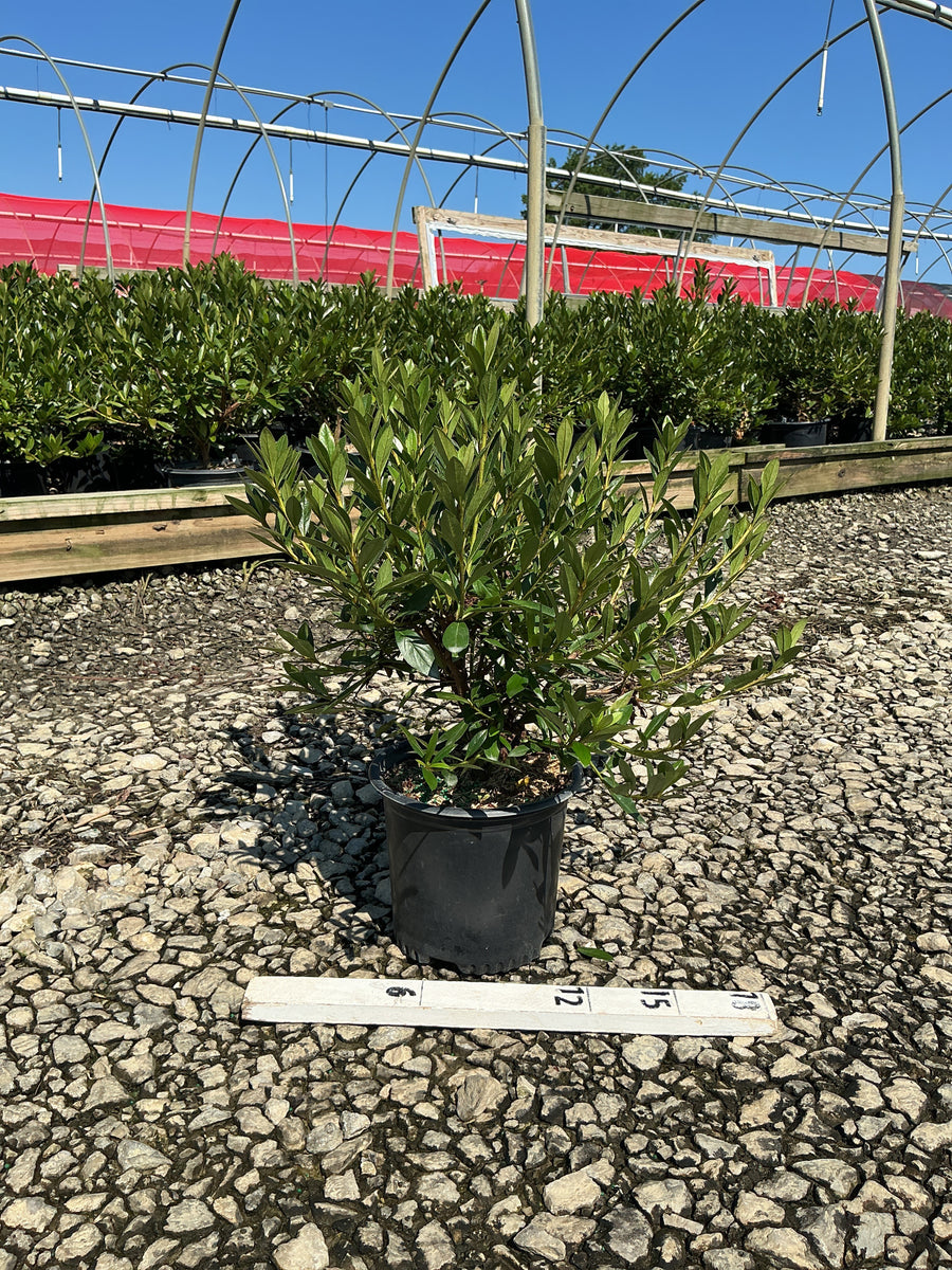 Azalea x 'Herbert' â€” 19CM